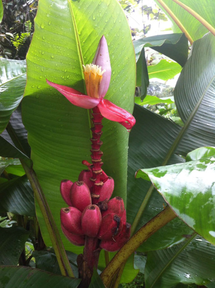 Ppinire plantes fruitires et exotiques prs de Nantes | Trouve Plante